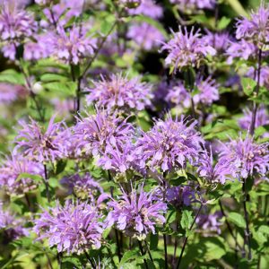 1 gallon - Blue Stocking Bee Balm (MONARDA D. BLUE STOCKING) - 1 gallon - 1 gallon