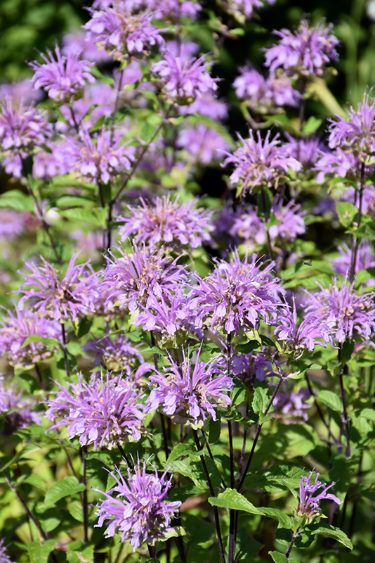 1 gallon - Blue Stocking Bee Balm (MONARDA D. BLUE STOCKING) - 1 gallon - 1 gallon