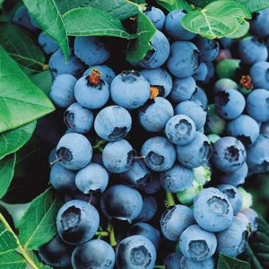 3 gallon 15" - Bluecrop Highbush Blueberry (VACCINIUM BLUECROP) - 3 gallon 15" - 3 gallon 15"