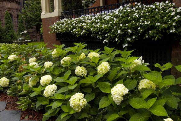2 gallon - Blushing Bride® Hydrangea (HYDRANGEA M. BLUSHING BRIDE) - 2 gallon - 2 gallon