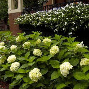 3 gallon - Blushing Bride® Hydrangea (HYDRANGEA M. BLUSHING BRIDE) - 3 gallon - 3 gallon