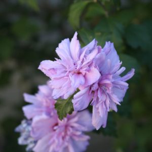 3 gallon 18" - Blushing Bride Rose of Sharon (HIBISCUS S. BLUSHING BRIDE) - 3 gallon 18" - 3 gallon 18"