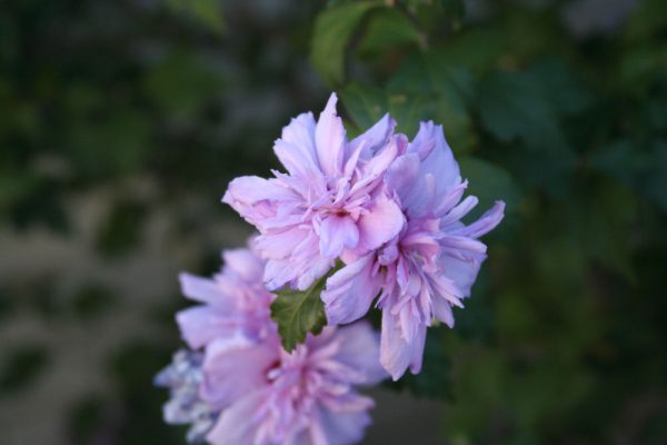3 gallon 18" - Blushing Bride Rose of Sharon (HIBISCUS S. BLUSHING BRIDE) - 3 gallon 18" - 3 gallon 18"