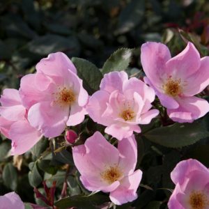 1 gallon - Blushing Knock Out® Rose (ROSE K.O. BLUSHING KNOCKOUT) - 1 gallon - 1 gallon