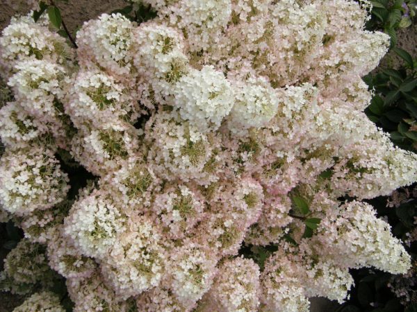 2 gallon - Bobo® Panicle Hydrangea (HYDRANGEA P BOBO) - 2 gallon - 2 gallon
