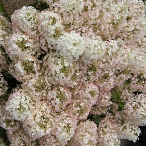 3 gallon - Bobo® Panicle Hydrangea (HYDRANGEA P BOBO) - 3 gallon - 3 gallon
