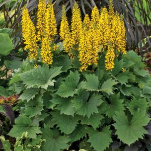 2 gallon - 'Bottle Rocket' Ligularia ('Bottle Rocket' Ligularia hybrid) - 2 gallon - 2 gallon
