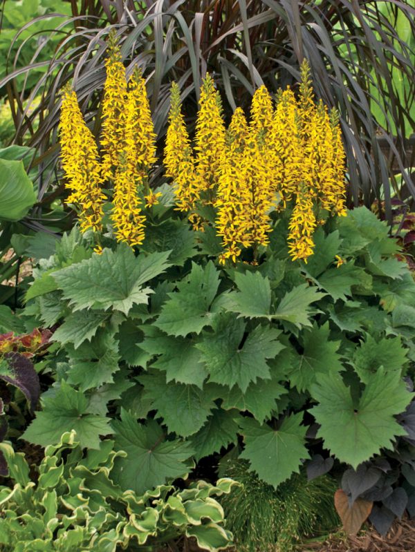 2 gallon - 'Bottle Rocket' Ligularia ('Bottle Rocket' Ligularia hybrid) - 2 gallon - 2 gallon