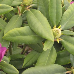 3 gallon 15" - Boursault Rhododendron (RHODO. CAT. BOURSAULT) - 3 gallon 15" - 3 gallon 15"