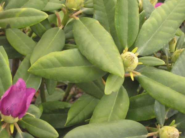 3 gallon 15" - Boursault Rhododendron (RHODO. CAT. BOURSAULT) - 3 gallon 15" - 3 gallon 15"