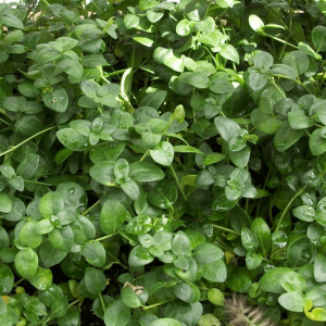 1 gallon - Bowles Dwarf Periwinkle (VINCA MINOR BOWLES) - 1 gallon - 1 gallon