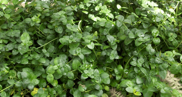 1 gallon - Bowles Dwarf Periwinkle (VINCA MINOR BOWLES) - 1 gallon - 1 gallon