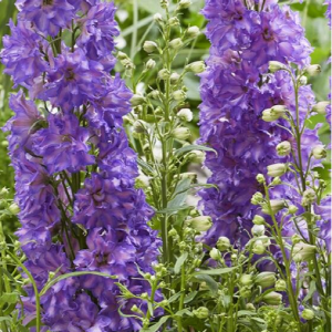 1 gallon - Breezin' larkspur (DELPHINIUM DEL BREEZIN) - 1 gallon - 1 gallon