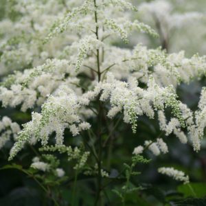 1 gallon - Bridal Veil Astilbe (ASTILBE BRIDAL VEIL) - 1 gallon - 1 gallon