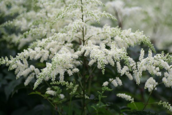 1 gallon - Bridal Veil Astilbe (ASTILBE BRIDAL VEIL) - 1 gallon - 1 gallon