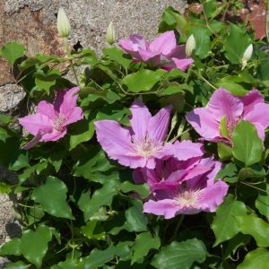 1 gallon - Bridgewater™ Clematis (CLEMATIS BRIDGEWATER) - 1 gallon - 1 gallon