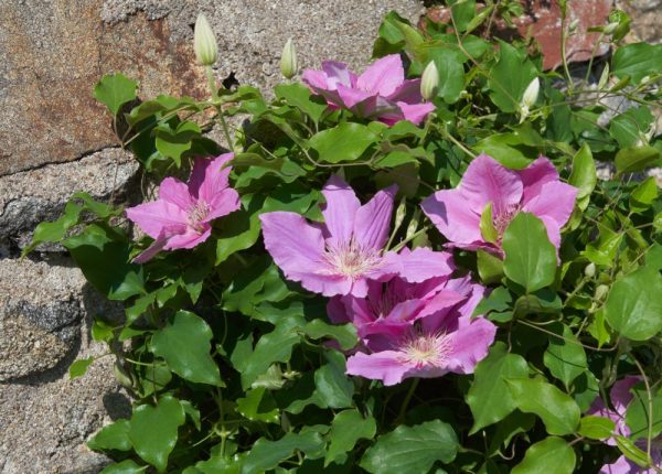 1 gallon - Bridgewater™ Clematis (CLEMATIS BRIDGEWATER) - 1 gallon - 1 gallon