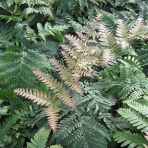 1 gallon - Brilliance™ Autumn Fern (FERN -BRILLIANCE) - 1 gallon - 1 gallon
