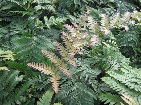 1 gallon - Brilliance™ Autumn Fern (FERN -BRILLIANCE) - 1 gallon - 1 gallon