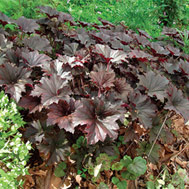 1 gallon - Bronze Wave Coral Bells (HEUCHERA V. BRONZE WAVE) - 1 gallon - 1 gallon