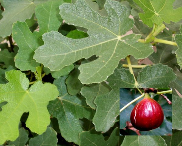 3 gallon 12" - Brown Turkey Fig (FICUS BROWN TURKEY) - 3 gallon 12" - 3 gallon 12"