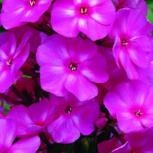 1 gallon - Bubblegum Pink™ Phlox (PHLOX PAN. BUBBLEGUM PINK) - 1 gallon - 1 gallon