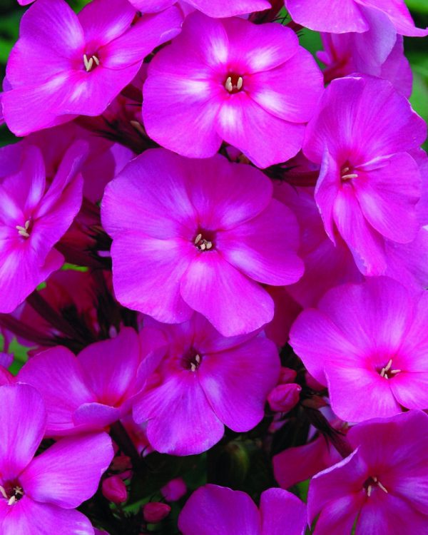 1 gallon - Bubblegum Pink™ Phlox (PHLOX PAN. BUBBLEGUM PINK) - 1 gallon - 1 gallon
