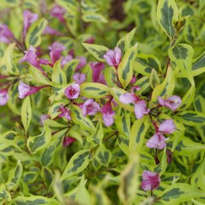 3 gallon 15" - Bubbly Wine® Weigela (WEIGELA BUBBLY WINE) - 3 gallon 15" - 3 gallon 15"