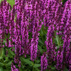 1 gallon - Bumbleberry Garden Sage (SALVIA BUMBLEBERRY) - 1 gallon - 1 gallon