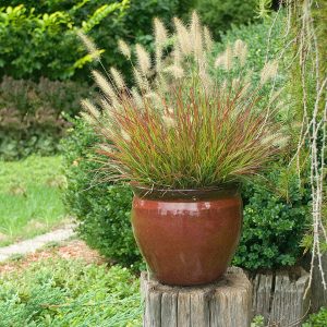 1 gallon - Burgundy Bunny Fountain Grass (GRASS - PE. AL. BURGUNDY BUNNY) - 1 gallon - 1 gallon