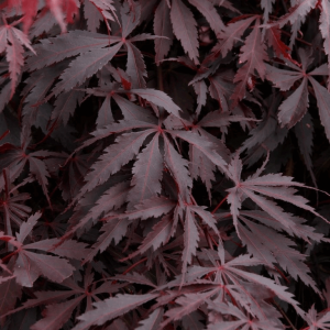 3 gallon 24" - Burgundy Lace Japanese Maple (ACER PA. BURGUNDY LACE) - 3 gallon 24" - 3 gallon 24"
