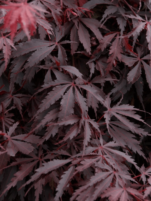 3 gallon 24" - Burgundy Lace Japanese Maple (ACER PA. BURGUNDY LACE) - 3 gallon 24" - 3 gallon 24"