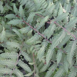 1 gallon - Burgundy Lace Painted Fern (FERN -BURGUNDY LACE) - 1 gallon - 1 gallon