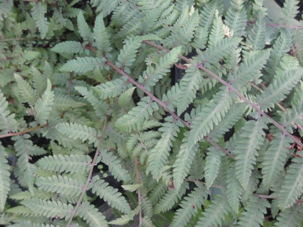 1 gallon - Burgundy Lace Painted Fern (FERN -BURGUNDY LACE) - 1 gallon - 1 gallon