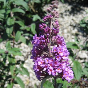 3 gallon 3/PER POT - Butterfly Magic™ Butterfly Bush (BUDDLEIA BUTTERFLY MAGIC) - 3 gallon 3/PER POT - 3 gallon 3/PER POT