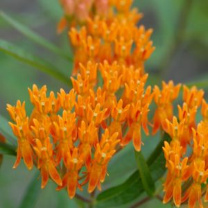 1 gallon - Butterfly Weed (ASCLEPIAS TUBEROSA) - 1 gallon - 1 gallon
