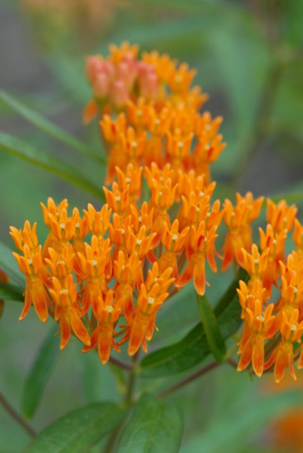 1 gallon - Butterfly Weed (ASCLEPIAS TUBEROSA) - 1 gallon - 1 gallon