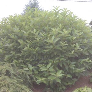 2 gallon 12" - Button Bush (CEPHALANTHUS OCCIDENTALIS) - 2 gallon 12" - 2 gallon 12"