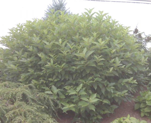 2 gallon 12" - Button Bush (CEPHALANTHUS OCCIDENTALIS) - 2 gallon 12" - 2 gallon 12"