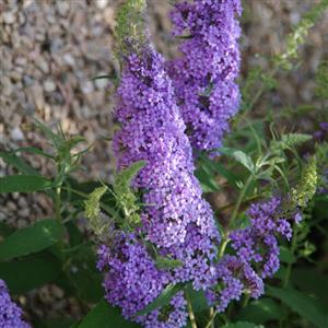 3 gallon - Buzz® Sky Blue Butterfly Bush (BUDDLEIA BUZZ SKY BLUE) - 3 gallon - 3 gallon