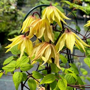 CLEMATIS 'FUNYELLA'  G1 PW