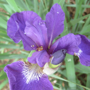 1 gallon - Caesar's Brother Siberian Iris (IRIS SIBERICA CAESARS BROTHER) - 1 gallon - 1 gallon