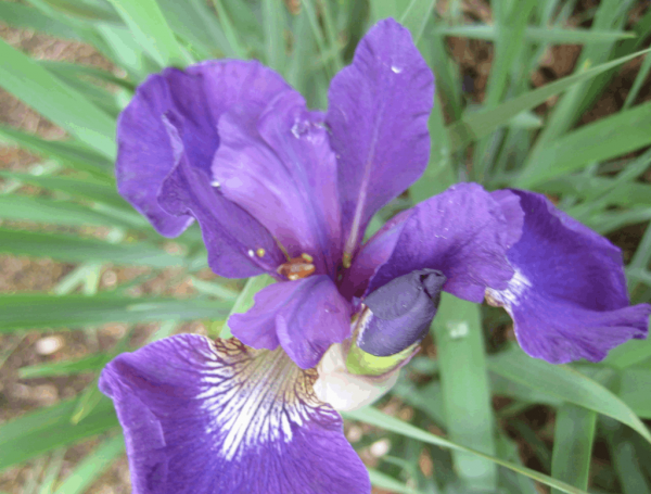 1 gallon - Caesar's Brother Siberian Iris (IRIS SIBERICA CAESARS BROTHER) - 1 gallon - 1 gallon