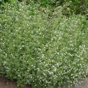1 gallon - Calamint (CALAMINTHA SSP NEPETA) - 1 gallon - 1 gallon