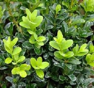 3 gallon - Calgary Boxwood (BUXUS S. CALGARY) - 3 gallon - 3 gallon