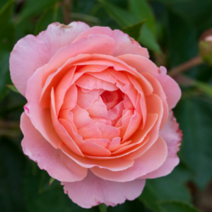 2 gallon - Calypso Rose (ROSE E.E. CALYPSO) - 2 gallon - 2 gallon
