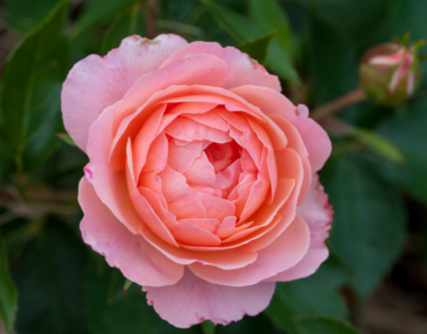 2 gallon - Calypso Rose (ROSE E.E. CALYPSO) - 2 gallon - 2 gallon