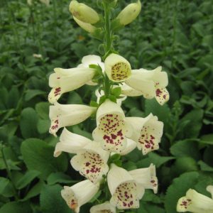 1 gallon - Camelot Cream Foxglove (DIGITALIS P CAMELOT CREME) - 1 gallon - 1 gallon