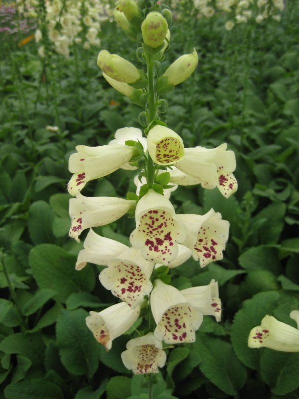 1 gallon - Camelot Cream Foxglove (DIGITALIS P CAMELOT CREME) - 1 gallon - 1 gallon