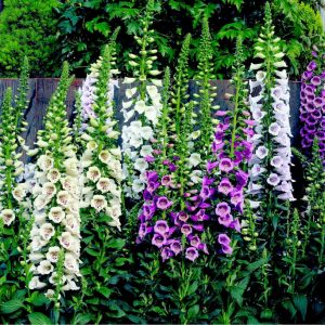 1 gallon - Camelot Lavender Foxglove (DIGITALIS P CAMELOT LAV) - 1 gallon - 1 gallon